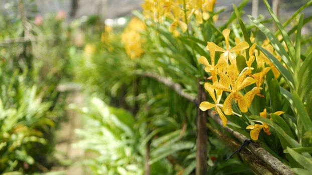 Blurred macro close up, colorful tropical orchid flower in spring garden, tender petals among sunny lush foliage. Abstract natural exotic background with copy space. Floral blossom and leaves pattern.
