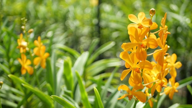 Blurred macro close up, colorful tropical orchid flower in spring garden, tender petals among sunny lush foliage. Abstract natural exotic background with copy space. Floral blossom and leaves pattern.