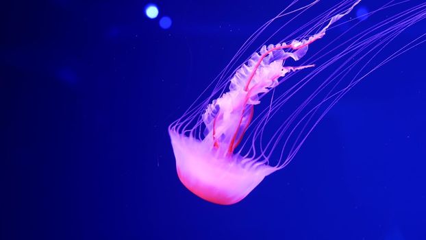 Shiny vibrant fluorescent jellyfish glow underwater, dark neon dynamic pulsating ultraviolet blurred background. Fantasy hypnotic mystic pcychedelic dance. Vivid phosphorescent cosmic medusa dancing.