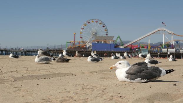 Sea gulls on sunny sandy california beach, classic ferris wheel in amusement park on pier in Santa Monica pacific ocean resort. Summertime iconic view, symbol of Los Angeles, CA USA. Travel concept.