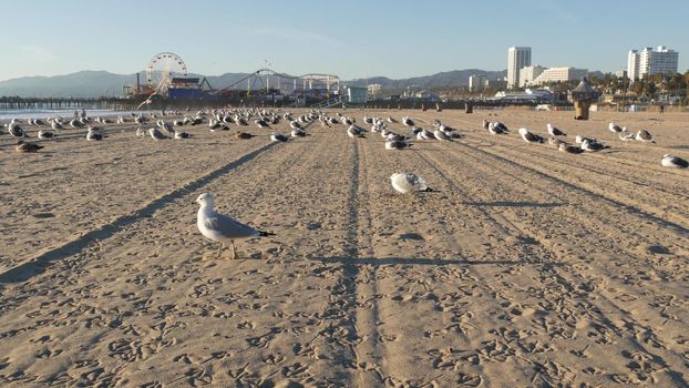 Sea gulls on sunny sandy california beach, classic ferris wheel in amusement park on pier in Santa Monica pacific ocean resort. Summertime iconic view, symbol of Los Angeles, CA USA. Travel concept.