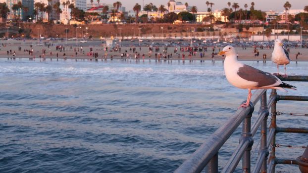 California summertime beach aesthetic, pink sunset. Cute funny sea gull on pier railing. Ocean waves, defocused people and beachfront weekend houses. Purple sundown, Santa Monica Los Angeles CA USA.