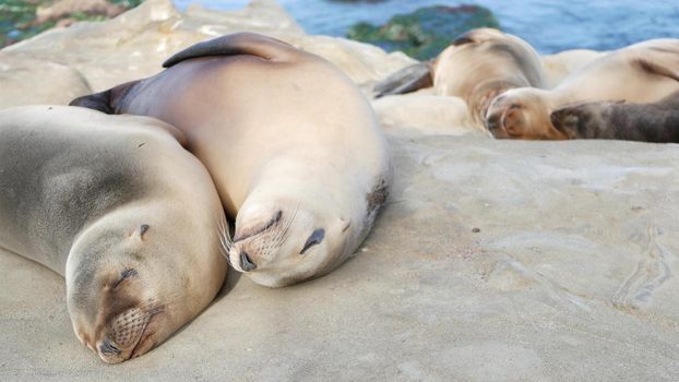 Cute baby cub, sweet sea lion pup and mother. Funny lazy seals, ocean beach wildlife, La Jolla, San Diego, California, USA. Funny awkward sleepy marine animal on pacific coast. Family love and care.