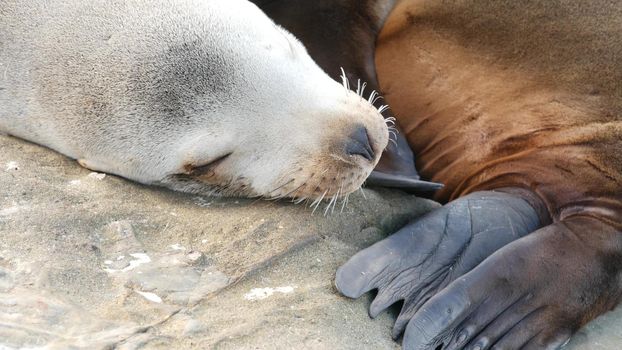 Cute baby cub, sweet sea lion pup and mother. Funny lazy seals, ocean beach wildlife, La Jolla, San Diego, California, USA. Funny awkward sleepy marine animal on pacific coast. Family love and care.