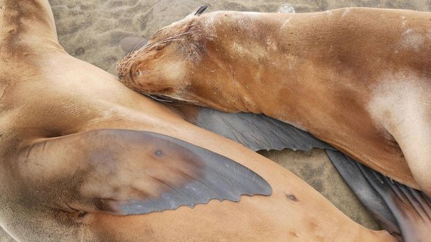 Cute baby cub, sweet sea lion pup and mother. Funny lazy seals, ocean beach wildlife, La Jolla, San Diego, California, USA. Funny awkward sleepy marine animal on pacific coast. Family love and care.