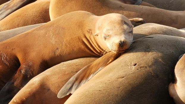 Sea lions on the rock in La Jolla. Wild eared seals resting near pacific ocean on stones. Funny lazy wildlife animal sleeping. Protected marine mammal in natural habitat, San Diego, California, USA.