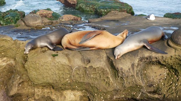 Sea lions on the rock in La Jolla. Wild eared seals resting near pacific ocean on stones. Funny lazy wildlife animal sleeping. Protected marine mammal in natural habitat, San Diego, California, USA.