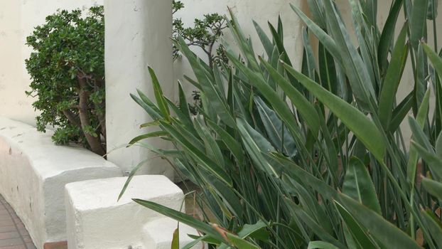 Mediterranean rustic building, empty side street. Green garden with natural greenery in spanish colonial style suburb. Evergreen succulent plants near white rural house. Mexican countryside aesthetic.