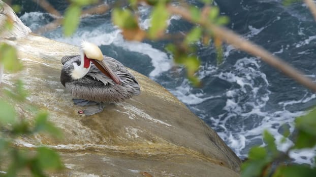 Brown pelican with throat pouch and large beak after fishing, sandstone rock in La Jolla Cove. Sea bird in greenery on cliff over pacific ocean water in natural habitat, San Diego, California USA.