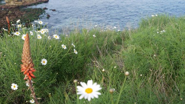 Simple white oxeye daisies in green grass over pacific ocean splashing waves. Wildflowers on the steep cliff. Tender marguerites in bloom near waters edge in La Jolla Cove San Diego, California USA.