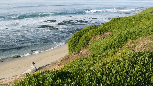 Green pigface sour fig succulent over pacific ocean splashing waves. Ice plant greenery on the steep cliff. Hottentot sea fig near waters edge, vista point in La Jolla Cove, San Diego, California USA.