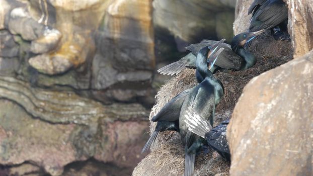 Double-crested cormorant after fishing on rock. Sea bird with hooked bill and blue eye nesting on steep cliff near pacific ocean. Waterbird in natural habitat, La Jolla Cove, San Diego, California USA