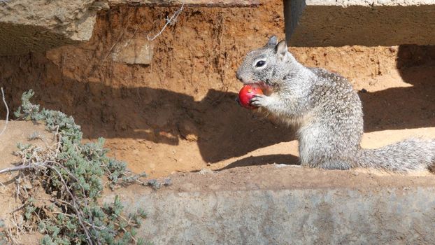 Beechey ground squirrel, common in California, Pacific coast, USA. Funny behavior of cute gray wild rodent. Small amusing animal in natural habitat. Pretty little endemic looking for food in America.