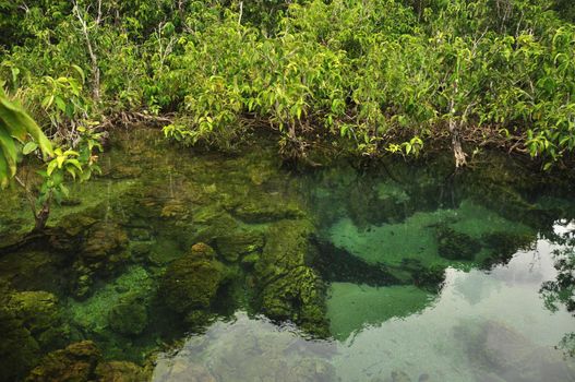 Transparent water in wild tropical pond or river, From above shot of clear water in small lake with mangrove trees roots around