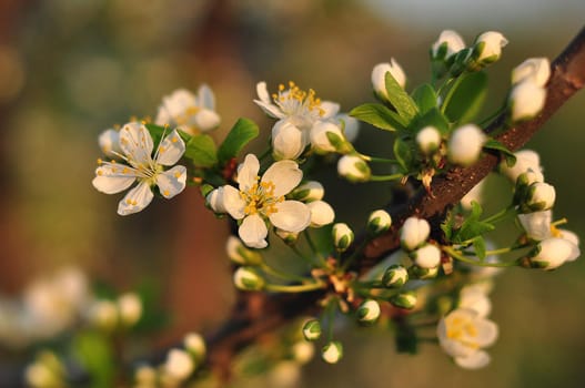 Closeup of beautiful blooming white apple tree blossom in sunlight. Tender apple (cherry or apricot) tree blossom