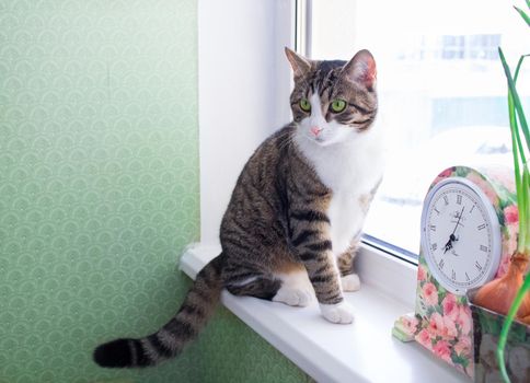 Domestic striped furry pet cat sits on windowsill near colorful floral clock