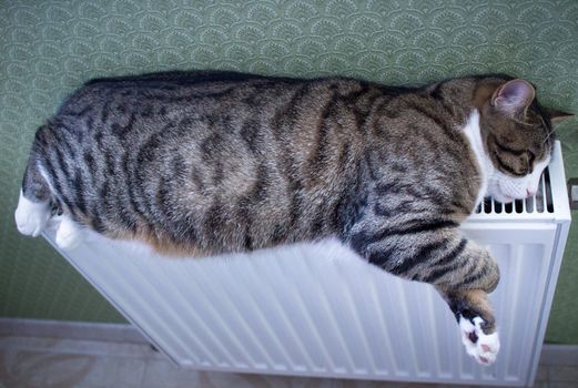 Furry striped pet cat lying on warm radiator rests and relaxes