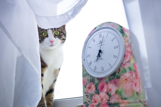 Domestic pet cat sits on windowsill covered with white curtain near colorful floral clock