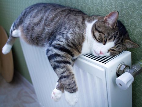 Furry striped pet cat lying on warm radiator rests and relaxes