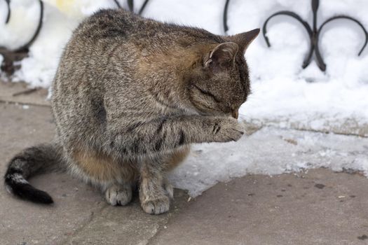 Close up of small gray striped furry cat sitting in cold winter snowed yard