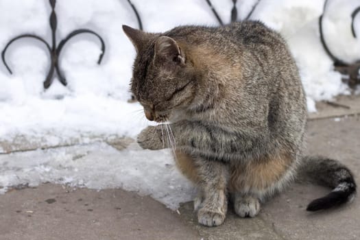 Close up of small gray striped furry cat sitting in cold winter yard