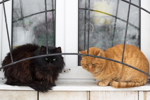 Close up of two black red cats sitting on window