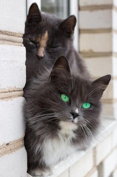 Close up of two gray furry cats with bright green eyes sitting on window ledge