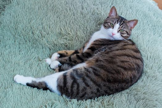 Domestic pet cat with green eyes and striped fur lying on green palace