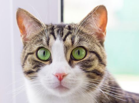 Portrait close-up of domestic striped cat with green eyes