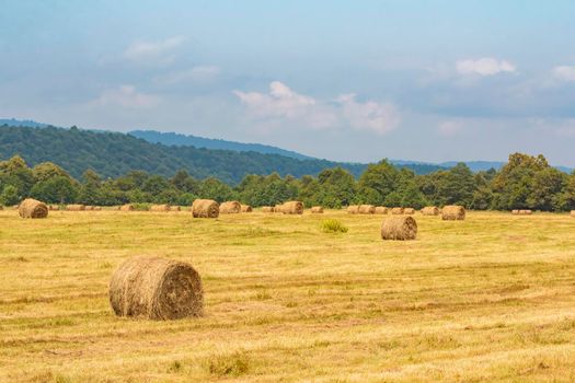 A field with round haystacks after harvest. Yellow juicy color, summer, sun.