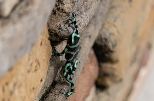 Photography of climbing Poison dart frog . High quality photo