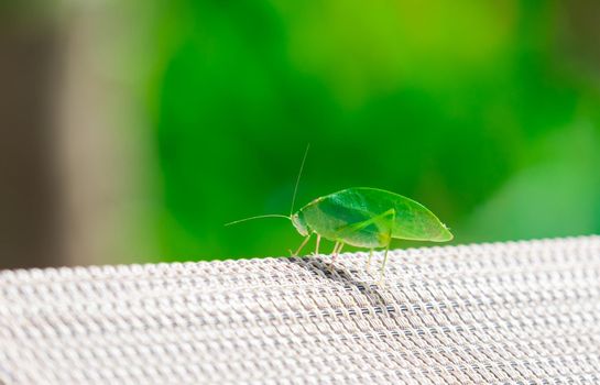 Beautiful green insect sitting on the sun, green background, costa rica. High quality photo