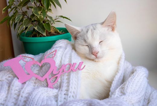 A white cat sleeps on the windowsill wrapped in a white knitted scarf with the sign I love you.Spring and Valentine's Day Concept.