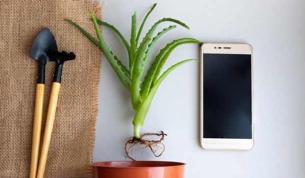 Transplanting indoor aloe flower, flat design with top view. A flower pot, a plant sprout, a rake and a shovel on a background of burlap, a phone. Care for indoor plants.Work at Home Online.