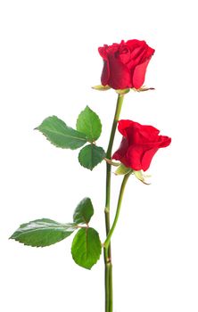 isolated red roses flower on a white background