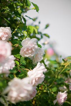 roses against blue sky. Rose Garden in the Prague