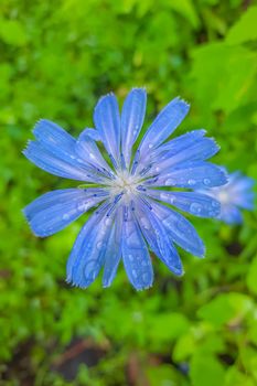 Blue sailors, common chicory, wild succory Cichorium intybus , inflorescence