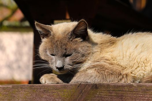 A domestic gray cat lies on a bench basking in the sun