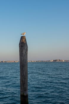 discovery of the city of Venice and its small canals and romantic alleys, Italy
