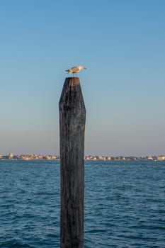 discovery of the city of Venice and its small canals and romantic alleys, Italy
