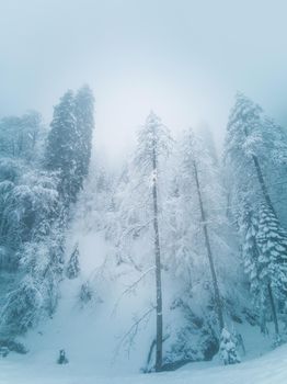 Beautiful winter landscape with forest in Caucasus mountains, Sochi, Russia, trees covered with snow frost, foggy morning