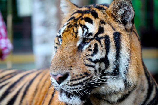 Portrait of a bengal tiger close up