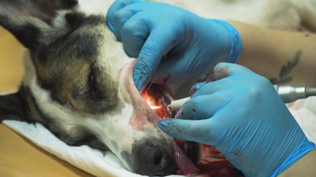 Veterinarian dentist is cleaning teeth from a dog, the animal is under anesthesia in a veterinary clinic. Veterinary stomatology, cleaning teeth from plaque and stone. Dog is having a teeth clean on the surgical table. Sanitation of the oral cavity in dogs
