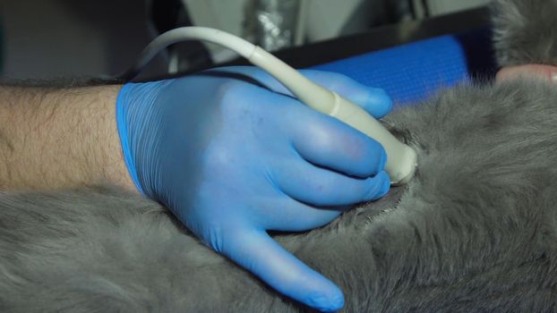 Veterinary doctor makes an ultrasound examination of a cat. Cat on ultrasound diagnosis in a veterinary clinic. Medical ultrasound.