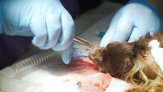 Dog is having a teeth clean on the surgical table. Sanitation of the oral cavity in dogs. Dentist vet treated teeth, the animal is under anesthesia in a veterinary clinic. Veterinary stomatology, cleaning teeth from plaque and stone.