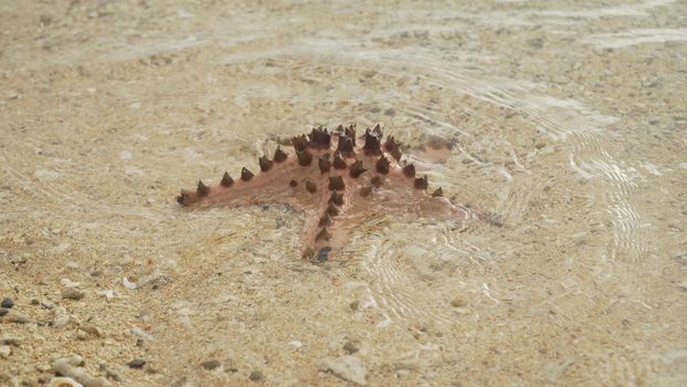 Red starfish with spines on sand beach. Travel concept beach, sea, starfish.