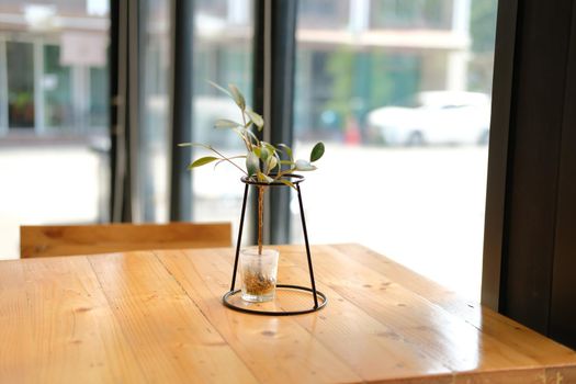 green plant leaves in glass pot decorating in living room at home