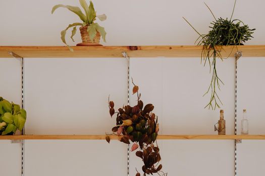 green leaves foliage plant decorating on wooen shelf at home