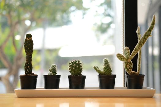 succulent cactus plant growing  in pot. cactus decorating on table near window