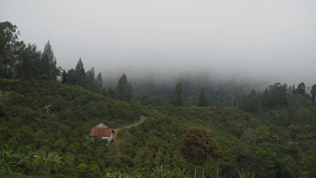 Farmland, fields with white fog, clouds Bali,Indonesia. Fog, cloud over farmland. Rural mountain landscape of fields with fence, trees.